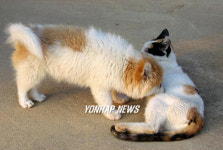 강아지에게 젖을 물리는 고양이