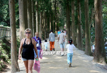 녹차 밭 가는 삼나무 길