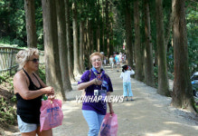 녹차 밭 가는 삼나무 길