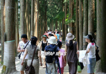 녹차 밭 가는 삼나무 길