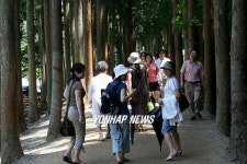 녹차 밭 가는 삼나무 길