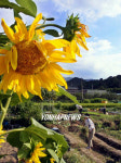 가을 풍경