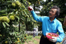밤 수확하는 손학규 전 경기지사