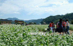 봉평은 지금 메밀꽃 필 무렵