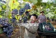 <카메라뉴스> 친환경유기농포도 수확