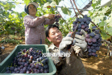 정읍 유기농포도 수확