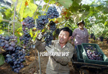 정읍 유기농포도 수확
