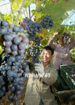정읍 유기농포도 수확
