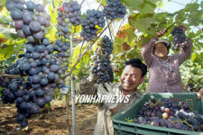 정읍 유기농포도 수확