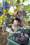 정읍 유기농포도 수확