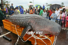 해운대에 고래상어 발견