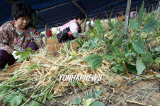 인삼 수확하는 아낙네들