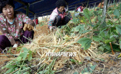 인삼 수확하는 아낙네들