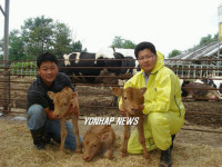 한우송아지 세쌍둥이 기적의 탄생