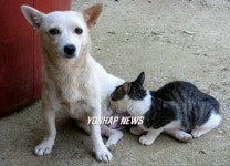 고양이에게 젖 물리는 개 똘순이