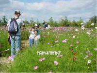 코스모스 동산