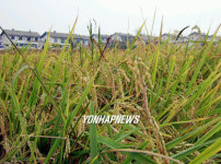 누렇게 여문 평양 당곡리 벼