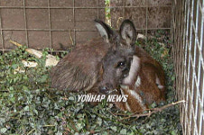 모습공개된 멸종위기 1급 야생동물 사향노루