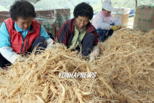 인삼 수확하는 아낙들