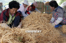 인삼 수확하는 아낙들