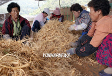인삼 수확하는 아낙들