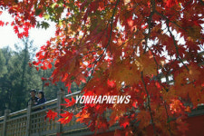 태백 고원자연휴양림 단풍 절정