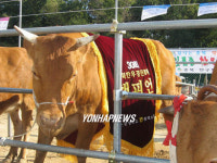 충북 챔피언 한우