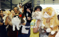 코리아 캣클럽 캣쇼