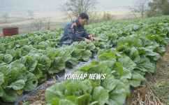 배추밭 적시는 반가운 비