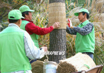 소나무도 월동 준비