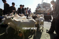 북으로 가는 젖염소