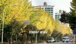 사라질 위기의 과천 은행나무길