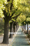 사라질 위기의 과천 은행나무길