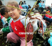 제주 `고구마 캐기' 체험 행사