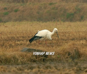천수만 찾은 황새