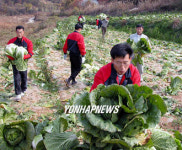 배추 수확한 목포유통센터 직원들