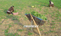 통영 갯바람 시금치 출하