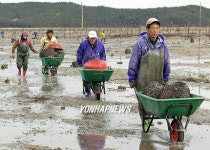 태안반도 종패 채취 한창