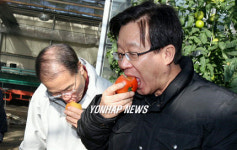 토마토 먹어보는 강대표와 김의원