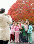 청단풍인데 왜 빨갛지