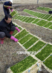 태안반도 청정감태요!