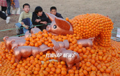 제주 귤로 단장된 황금돼지