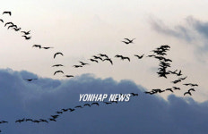 철새들의 새해 첫비행