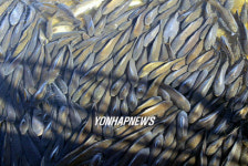 영랑호 잉어 숨쉬기 힘들어요