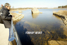 영랑호 잉어 숨쉬기 힘들어요