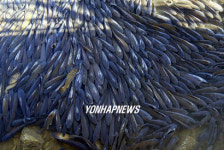 영랑호 잉어 숨쉬기 힘들어요