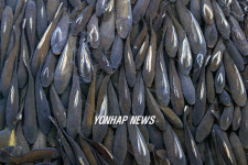 영랑호 잉어 숨쉬기 힘들어요