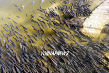 영랑호 잉어 숨쉬기 힘들어요