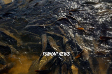 영랑호 잉어 숨쉬기 힘들어요