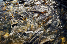 영랑호 잉어 숨쉬기 힘들어요